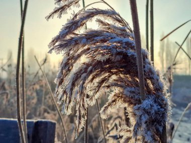 Hollanda 'da Cortelande köyünün yükseleceği Zuidplaspold' da sislerin içinde donmuş alanlar.