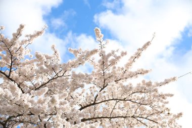 Hollanda 'da ilkbaharda güneş tarafından aydınlatılan erik çiçeği.