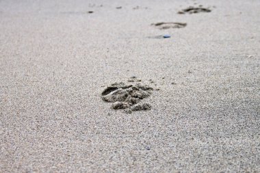 Hollanda 'daki Hoek van Holland Sahili' nde at izleri var.
