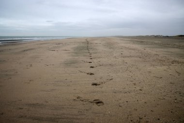 Hollanda 'daki Hoek van Holland Sahili' nde at izleri var.