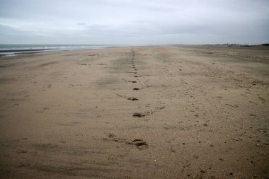 Hollanda 'daki Hoek van Holland Sahili' nde at izleri var.
