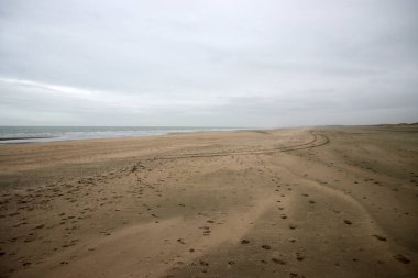 Hollanda 'daki Hoek van Holland Sahili' nde at izleri var.
