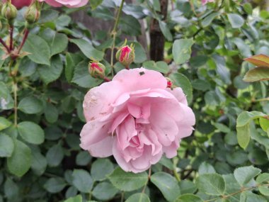 Rosa Boskoop 'taki Guldemondplantsoen Rosaryumunda Bonica' ya tırmanıyor. .