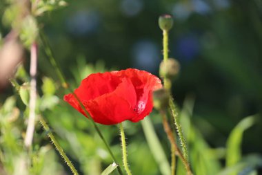 Hollanda 'da baharda açan gelinciğin kırmızı çiçekleri