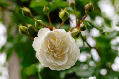 Boskoop Hollanda 'daki Guldemondplantsoen Rosarium' da Rose 'un 
