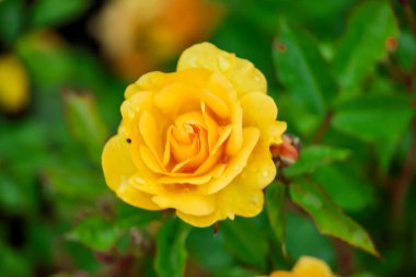 Hollanda, Boskoop 'taki Guldemondplantsoen Rosarium' da Rosa 'Arizona Bee Licious'.