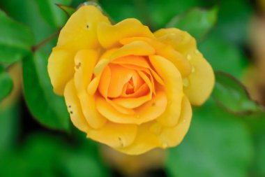 Hollanda, Boskoop 'taki Guldemondplantsoen Rosarium' da Rosa 'Arizona Bee Licious'.