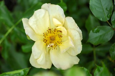 Boskoop 'taki Guldemondplantsoen Rosarium' da Rosa Coloma.