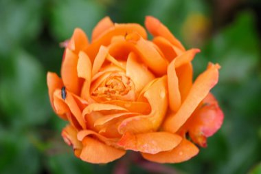 Rosa Phoenix Boskoop 'taki Guldemondplantsoen Rosarium' da .