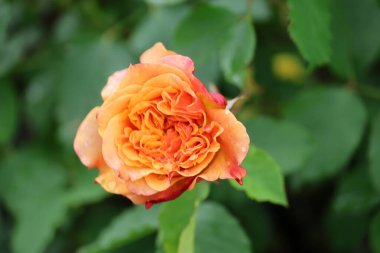 Rosa La Villa Cotta, Guldemondplantsoen Rosarium, Boskoop 'ta..