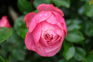 Rosa Leonardo da Vinci, Guldemondplantsoen Rosarium, Boskoop 'ta.
