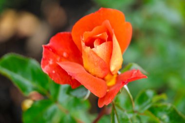 Boskoop 'taki Guldemondplantsoen Rosarium' da Rosa Espresso .