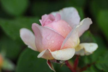 Boskoop 'taki Guldemondplantsoen Rosarium' da Rosa Marchenzauber .