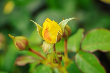 Boskoop 'taki Guldemondplantsoen Rosaryumunda Rosa Solar Bee-Licious .