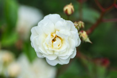 Rosa cüce Pamuk Prenses Guldemondplantsoen Rosarium, Boskoop 'ta .