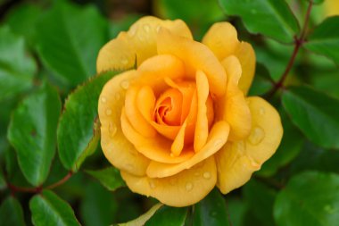 Boskoop 'taki Guldemondplantsoen Rosarium' da Roza Arizona Arı-licoious. .