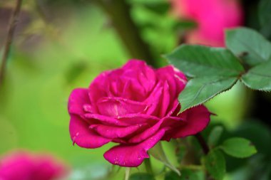 Boskoop 'taki Guldemondplantsoen Rosarium' da Rosa Gloriana.
