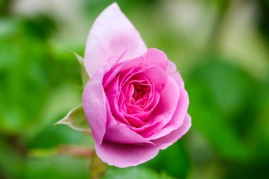 Boskoop 'taki Guldemondplantsoen Rosarium' da Rosa Ozeana. 