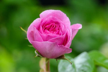 Boskoop 'taki Guldemondplantsoen Rosarium' da Rosa Ozeana. 
