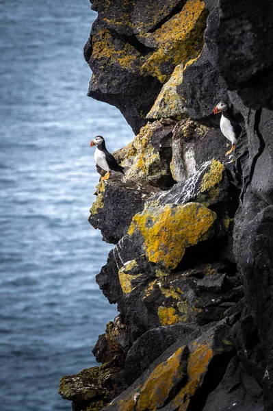 Two puffins at the side of a cliff looking at the sea