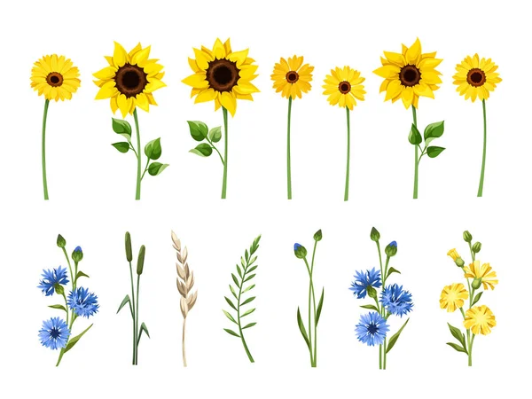 一套蓝色和黄色的向日葵 德国花 玉米花 蒲公英花和在白色背景上被隔离的草药 — 图库矢量图片