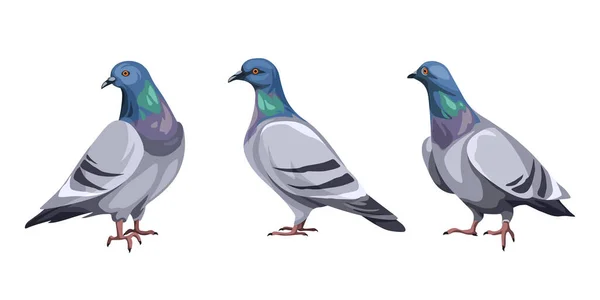 Ensemble Oiseaux Pigeons Isolés Sur Fond Blanc Illustration Vectorielle — Image vectorielle