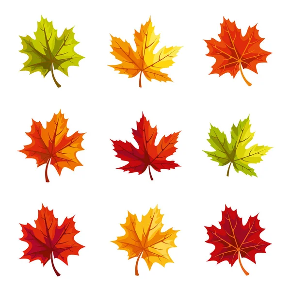 秋天的枫叶 一组在白色背景上隔离的五彩斑叶 — 图库矢量图片