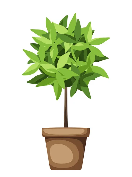 装饰绿树 在一个被白色背景隔离的罐子里的家庭植物 矢量说明 — 图库矢量图片