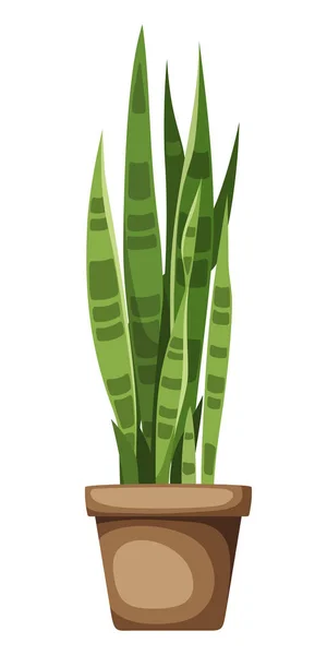Sansevieria Pflanze Schlangenpflanze Zimmerpflanze Topf Isoliert Auf Weißem Hintergrund Vektorillustration — Stockvektor