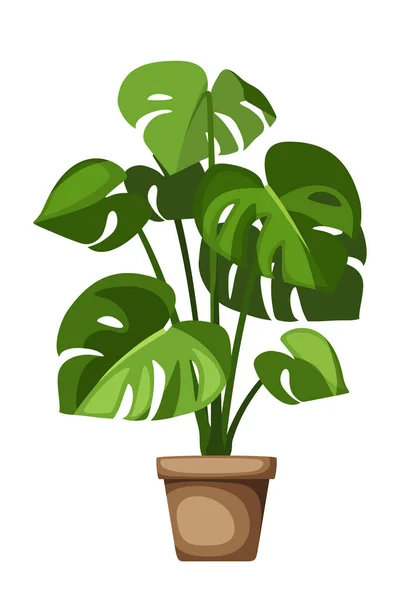 Monstera Plant Tropical Houseplant Pot Isolated White Background Vector Illustration — Stock Vector