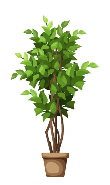 Grüner Ficusbaum Zimmerpflanze Topf Isoliert Auf Weißem Hintergrund Vektorillustration — Stockvektor