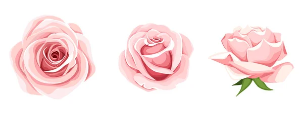 Roses Set Three Pink Rose Flowers Isolated White Background Vector — Stock Vector
