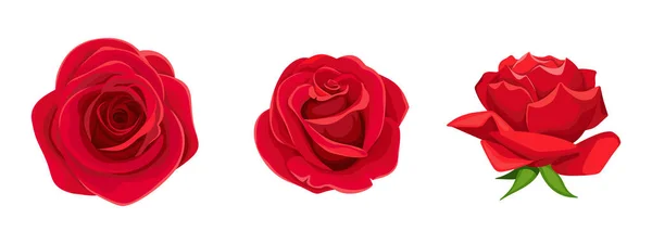 バラだ 白い背景に3つの赤いバラの花のセット ベクターイラスト — ストックベクタ