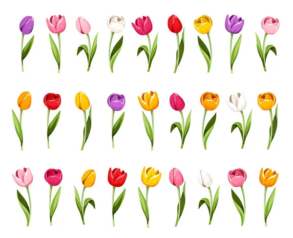 Πολύχρωμες Τουλίπες Σύνολο Λουλουδιών Τουλίπας Που Απομονώνονται Λευκό Φόντο Εικονογράφηση — Διανυσματικό Αρχείο