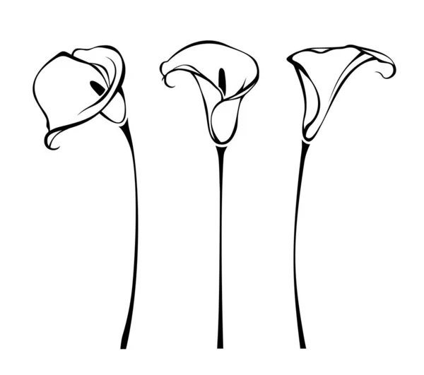 Calla Lily Flowers Line Art Illustration Callas Isolated White Background — Stock Vector