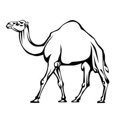 Deve. Beyaz arka planda izole edilmiş yürüyen bir devenin siyah beyaz çizimi. Katılım çizimi. Vektör illüstrasyonu