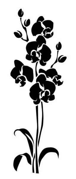 兰花花 兰花枝叶的黑色轮廓 在白色背景上被隔离 矢量说明 — 图库矢量图片