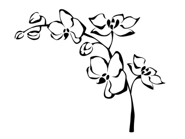 蘭の花の枝 白を基調に孤立した蘭の花の黒と白の線画 ベクターイラスト — ストックベクタ