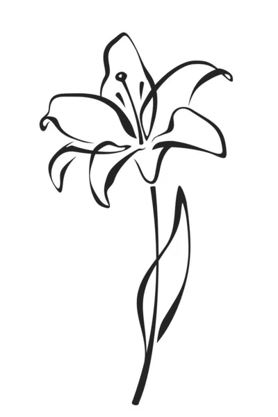 百合花 在白色背景上孤立的百合花的黑色线条画 矢量线艺术说明 — 图库矢量图片