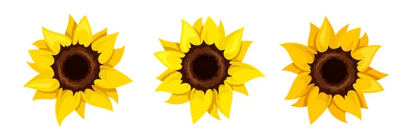 Sunflowers Set Three Orange Yellow Sunflowers Isolated White Background Vector — Stock Vector