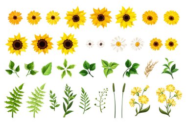 Sarı ve turuncu ayçiçekleri, beyaz papatya çiçekleri, karahindiba çiçekleri, gerbera çiçekleri, ve beyaz arka planda izole edilmiş yeşil yapraklar ve otlar. Vektör illüstrasyonu