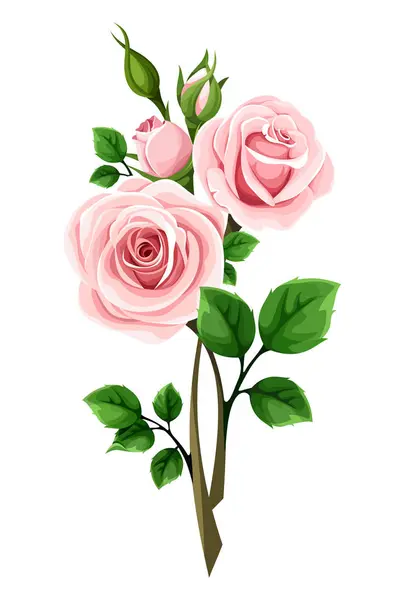 Roses Pink Rose Flowers Stems Isolated White Background Rose Branch — Stock Vector