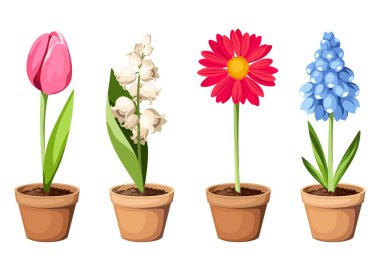 Renkli bahar çiçekleri (lale, gerbera, sümbül ve vadi zambağı) beyaz arka planda izole edilmiş saksılarda bulunur. Vektör çizimleri kümesi