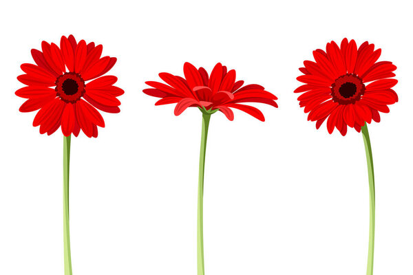 Gerbera flowers. Set of red gerberas isolated on a white background. Vector illustrations
