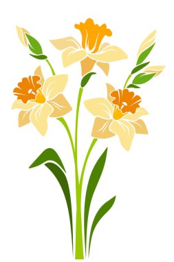 Beyaz arka planda izole edilmiş bir buket narsist çiçek. Vektör çizimi