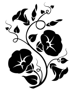 Sabah zaferi (bindweed) çiçekleri. Sabah zaferinin siyah silueti beyaz arka planda izole edilmiş. Vektör illüstrasyonu