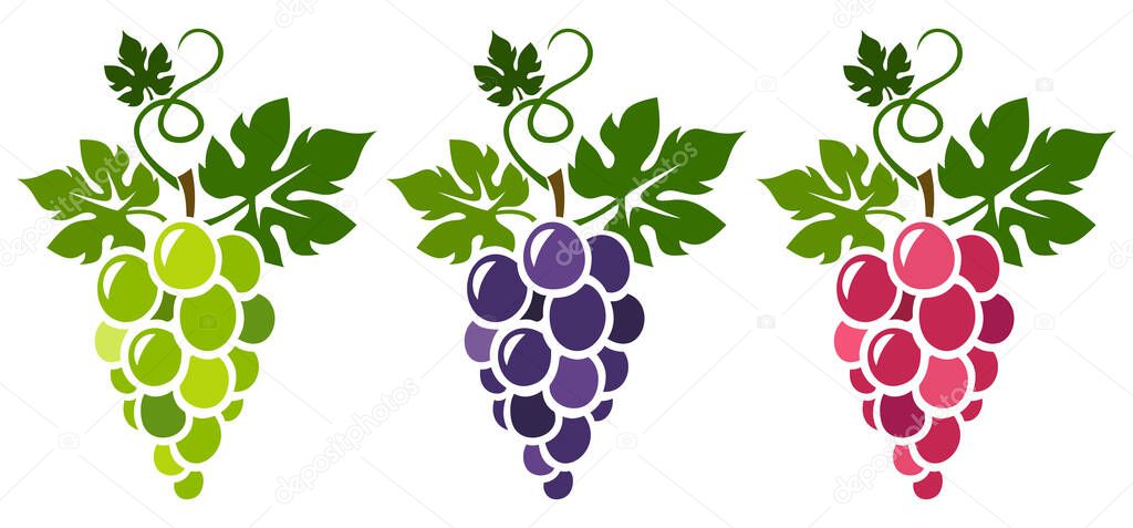 Grapes. Black, green, and red grapes with leaves isolated on a white background. Set of vector illustrations