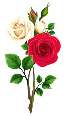 Gül çiçekleri. Beyaz arka planda izole edilmiş sapları olan kırmızı ve beyaz gül çiçekleri. Gül dalı. Vektör illüstrasyonu