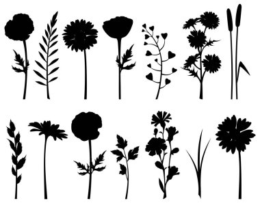 Beyaz bir arka planda yabani çiçekler, otlar ve otlar. Siyah çiçek siluetleri (gelincik, papatya, papatya, hindiba) ve bitkiler. Vektör tasarım ögeleri kümesi