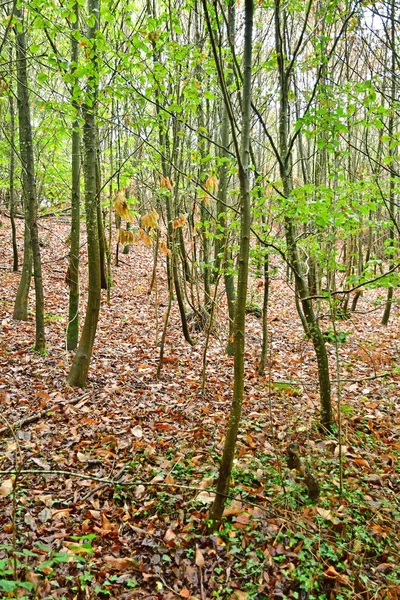 Allaire França Outubro 2022 Floresta Perto Antiga Aldeia — Fotografia de Stock